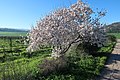 Almond tree with blossoming flowers