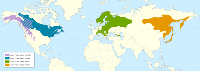 Heimsútbreiðsla gráelris Gráelris (A. incana)