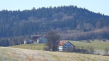 Buchen am Hohentanner Wald