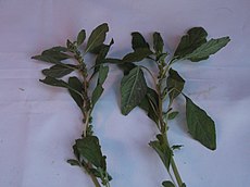 Amaranthus graecizans-2-yercaud-salem-India.JPG