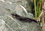 Thumbnail for Santa Cruz long-toed salamander