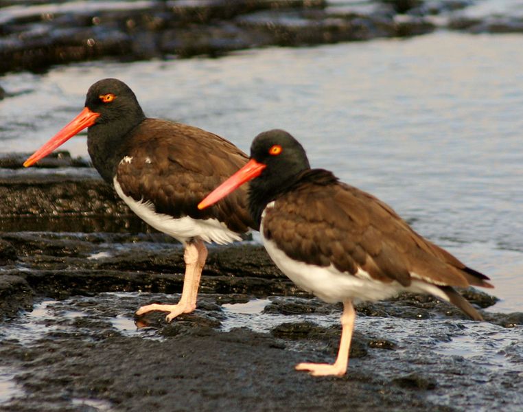 File:American Oyster catcher.JPG