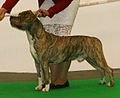 American Staffordshire Terrier 1.jpg