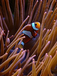 220px-Amphiprion_Ocellaris.jpg