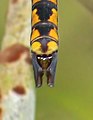 Anal appendages of Lesser Green Emperor (Anax indicus) male.jpg