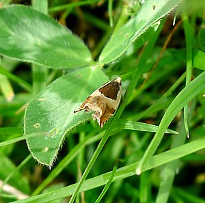 Ancylis paludana - Flickr - gailhampshire.jpg