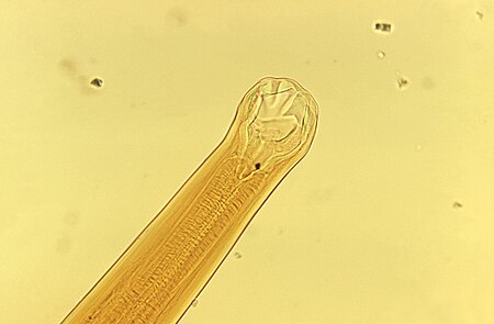 Ancylostoma braziliense