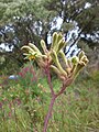 Native specimen at roadside gutter, Albany, Western Australia.