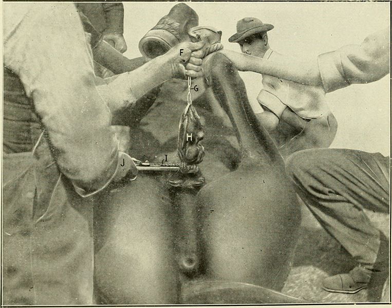 File:Animal castration, a book for the use of students and practitioners; (1914) (14740866666).jpg