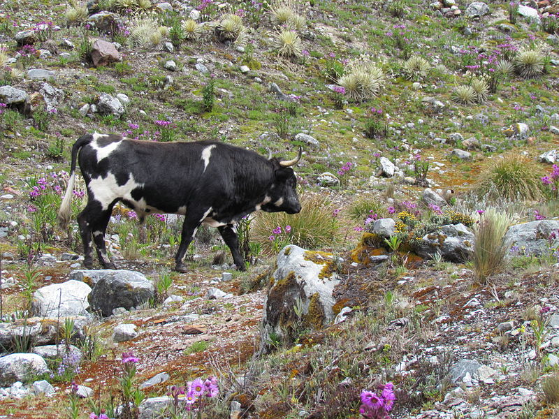 File:Animal in El Suero Lagoon, Sierra Nevada.JPG