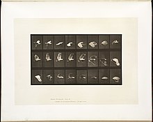 Locomotion animale. Plate 758 (Boston Public Library) .jpg