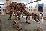 Миниатюра для Файл:Ankylosaurus Skeleton (31556851166).jpg