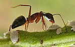 Thumbnail for Camponotus compressus