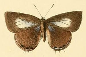 Anthene lycaenoides.JPG