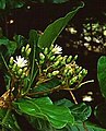Kvetoucí Anthocleista grandiflora