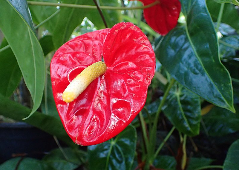 File:Anthurium andraeanum kz02.jpg