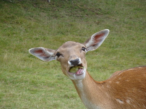 Deer is eating a apple