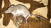 Thumbnail for Ward's field mouse