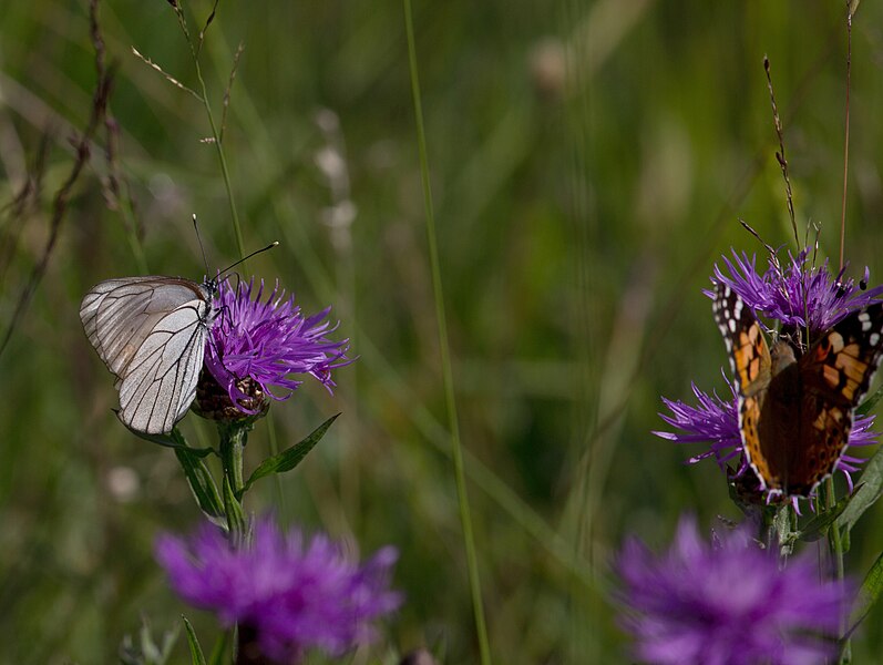 File:Aporia crataegi CF9A3122 Baumweißling.jpg