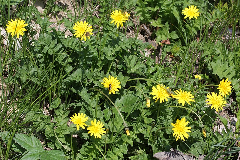 File:Aposeris foetida (Stinklattich) IMG 9823.JPG