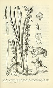 Fig. 375 Spiranthes vernalis