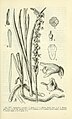 Spiranthes vernalis Fig. 375 page 731 in: D.S.Correll & H.B.Correll: Aquatic and wetland plants of southwestern United States (Orchidaceae) Washington (1972)