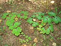 Chelidonium majus (ru:Чистотел большой) (en:Greater Celandine or Tetterwort) (de:Schöllkraut) (lv:Lielā strutene)