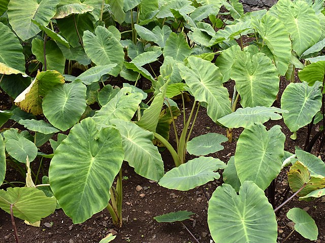 Image: Araceae Colocasia esculenta 1