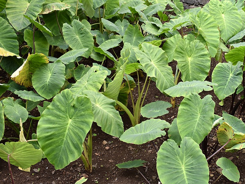 File:Araceae Colocasia esculenta 1.jpg