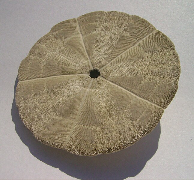 File:Arachnoides zelandiae (snapper biscuit) (underside).JPG