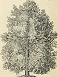 Thumbnail for File:Arboretum et fruticetum britannicum, or - The trees and shrubs of Britain, native and foreign, hardy and half-hardy, pictorially and botanically delineated, and scientifically and popularly described (19725496006).jpg