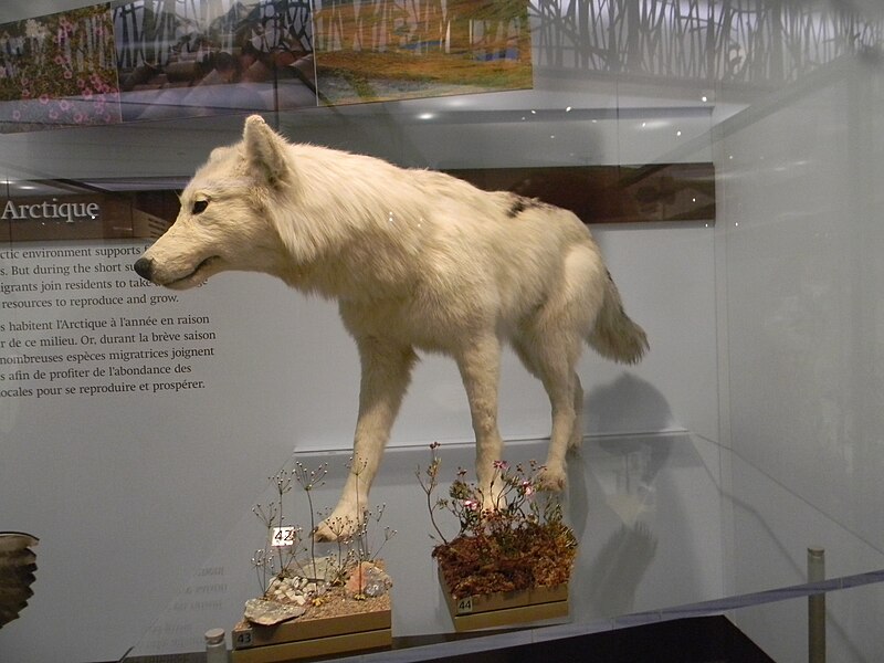 File:Arctic Wolf Royal Ontario Museum in Toronto.jpg