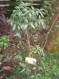 Ardisia quinquegona - Hong Kong Botanical Garden - IMG 9609. 
 JPG