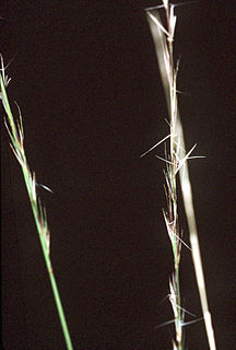 <i>Aristida stricta</i> species of plant