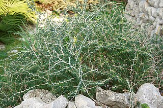 <i>Asparagus albus</i> Species of plant