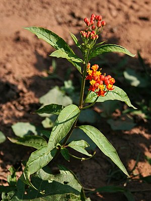 Asclepias curassavica 6.jpg