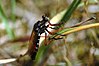 Asilidae Dasypogon diadema fg01.jpg