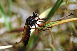 Dasypogon diadema