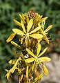 flava afodilo (Asphodeline lutea)