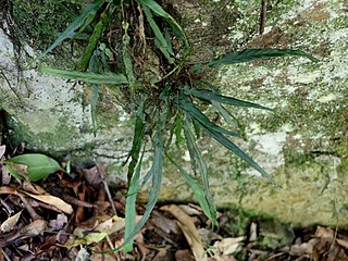 <i>Asplenium attenuatum</i> Species of fern in the family Aspleniaceae