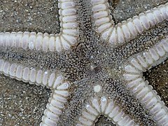 File:Astropecten duplicatus 28239153.jpg (Category:Astropecten duplicatus)