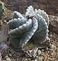 * Nomination Astrophytum myriostigma, Jardín Botánico de Múnich, Alemania --Poco a poco 18:00, 27 March 2013 (UTC) * Promotion Good quality - DoF is sufficient IMO. --NorbertNagel 19:34, 27 March 2013 (UTC)