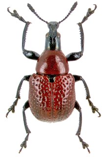 <i>Attelabus</i> Genus of beetles