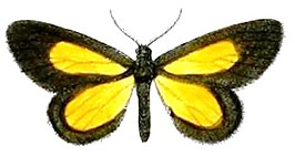 Atyria lemonia