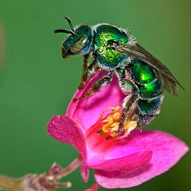 Пчела Augochloropsis metallica