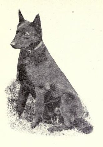Kelpie circa 1915