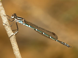 Metallic ringtail Species of damselfly