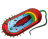 Average prokaryote cell- unlabled.svg