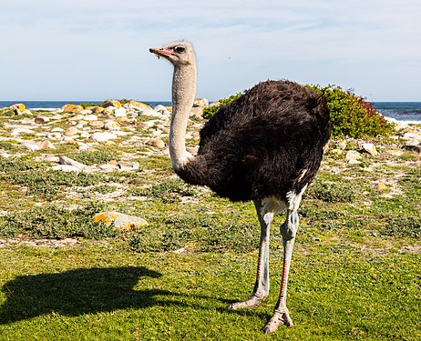 South African ostrich (Struthio camelus australis), Cape of Good Hope