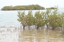Palétuviers Avicennia marina partiellement submergés par la mer rouge avec leurs pneumatophores qui émergent au dessus de l'eau, mangrove du Sinaï, aire protégée de Nabq, Égypte